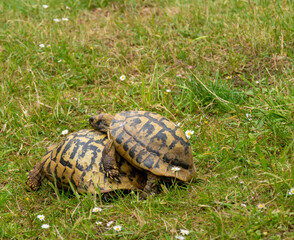 two turtles have fun mating