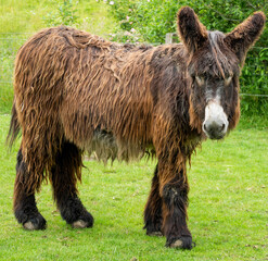 Fototapeta premium a giant donkey in the zoo