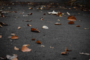 autumn leaves on the ground