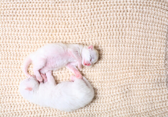 Newborn little kittens for the first time suck a cats milk with eyes closed. Little albino kittens...