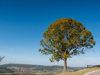 Obraz premium lonely tree on a sunny autumn day