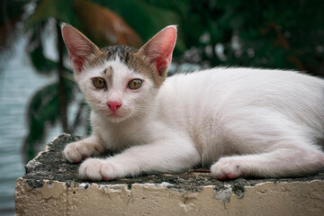 Fototapeta premium little white kitten resting in nature