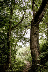 trees in the woods