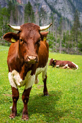 cow stannds on juicy green meadow