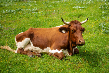 crumpy cow lies on green meadow