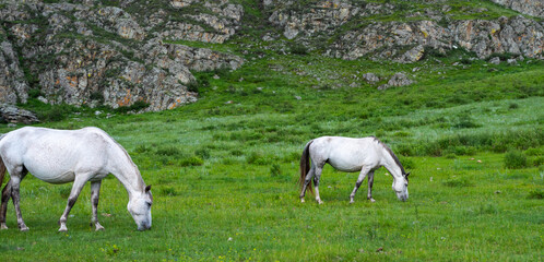 Obraz na płótnie Canvas White horses graze in a meadow in the mountains.