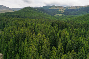 Bird eye perspective drone photograph with a pine forest in summer season.