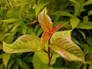 A plum sprout with delicate shiny red-green leaves close-up against a background of grass.