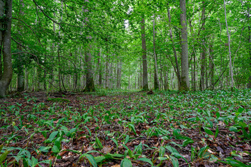 low perspective in a green forest in Sweden