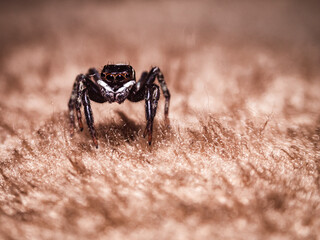 House jumping spider in action