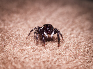 House jumping spider in action