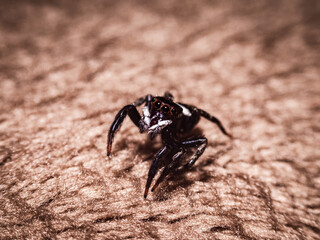 House jumping spider in action