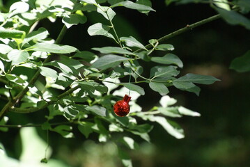 Christbaumkugel im Sommer an Strauch 2020076