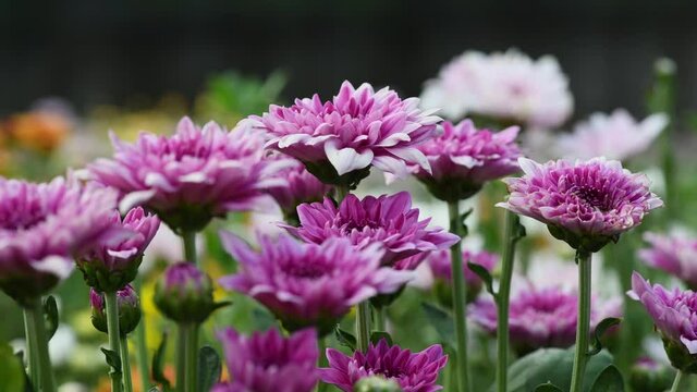 Pink chrysanthemums flower blossom blowing in the farm