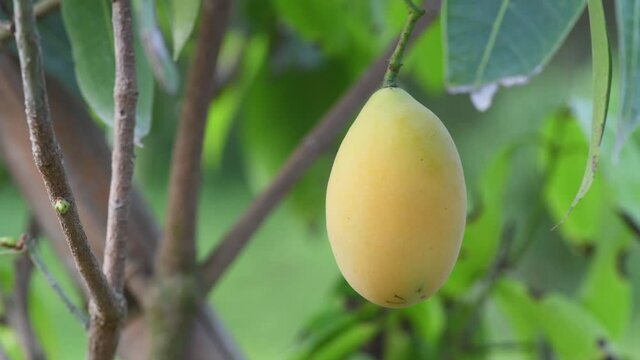 Mayongchid Maprang Marian Plum and Plum Mango in Thailand