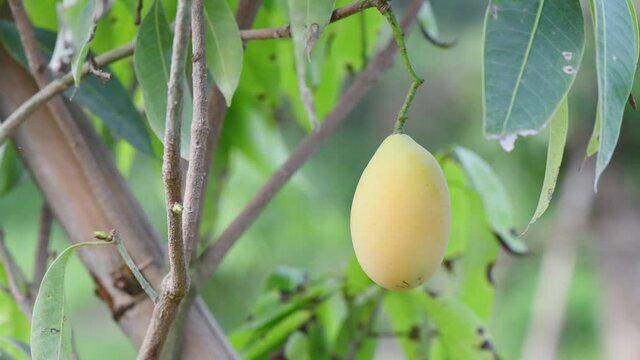 Mayongchid Maprang Marian Plum and Plum Mango in Thailand