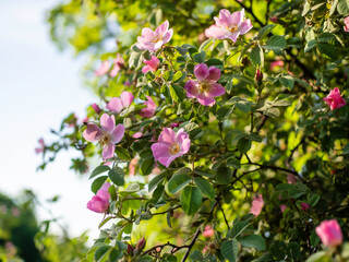 Dog rose, Rosa canina, climbing wild rose blooming in a park with pink flowers, close up with selective focus