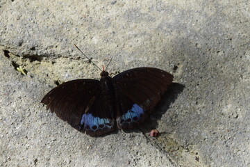 Butterfly Park in Kuala Lumpur, Kuala Lumpur, Malaysia