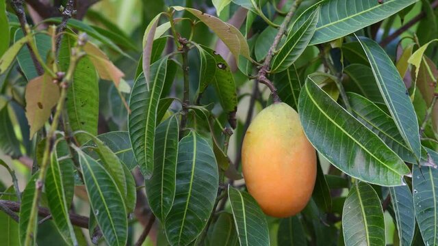 Mayongchid Maprang Marian Plum and Plum Mango in Thailand