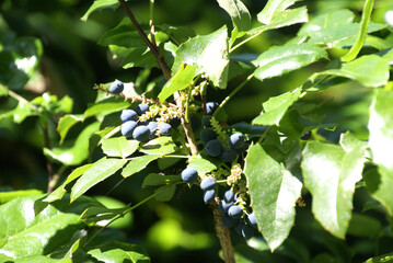 Mahonie mit blauen Früchten 2020089