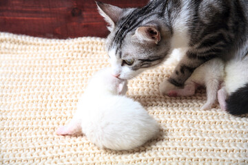 Cat and kitten hug and sleep in compassion
