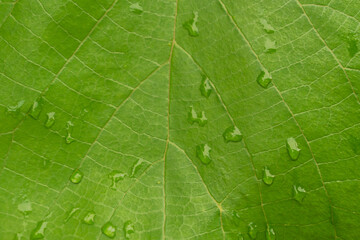 green leaf with water drops, nature background