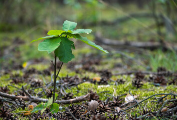 tiny oak tree growing in the forest