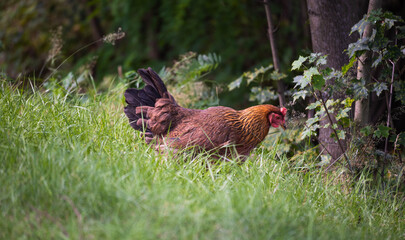 hen standing in tall grass