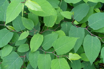 green leaves background
