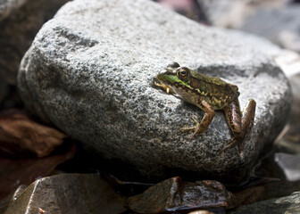 River Frog