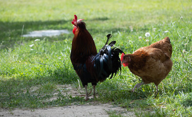 hen and  rooster are  standing on the meadow