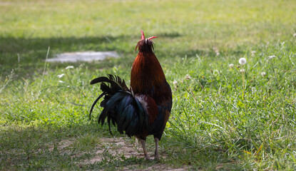 colorful rooster standing on the meadow