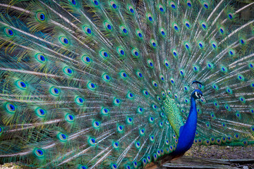 Obraz premium Majestic male peacock in full iridescent display radiating confidence, drama and visual power
