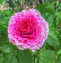 James Galway Rose