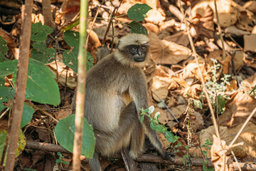 Goa, India. Gray Langur Monkey Sitting On Forest Ground