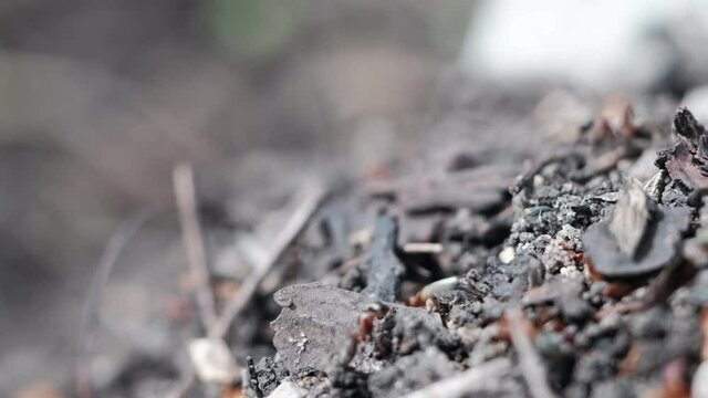 many forest ants work to build an ant hill. Close-up. 4k
