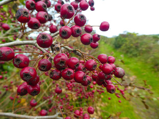 Rose Hip on a branch