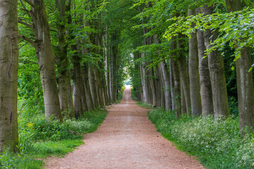 Forest path with trees in symmetry on both sides in Neerijnen, Province Gelderland, The Netherlands