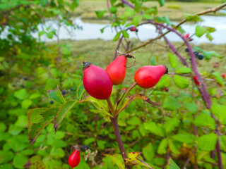 Rose Hip on a branch
