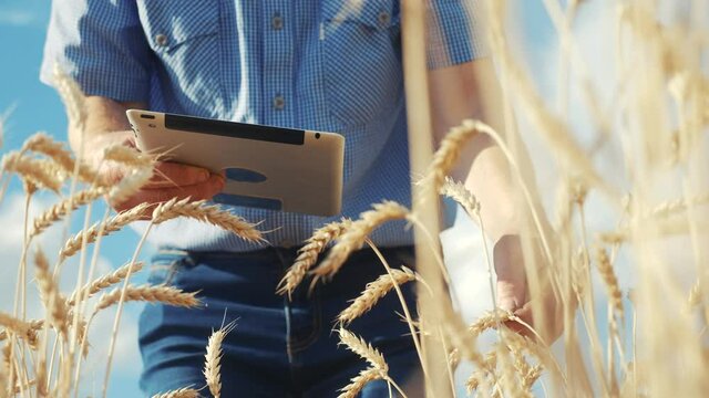 old senior man farmer with digital tablet working in field smart farm in a field with wheat. agriculture concept. working in field harvesting crop. old senior farmer is engaged in farm agriculture