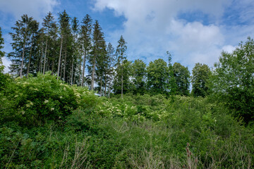Landschaft: Ein Waldrand im Hintergrund mit hohen Nadelbäumen hinter einer Hecke im Vordergrund unter blauem Himmel mit Wolken