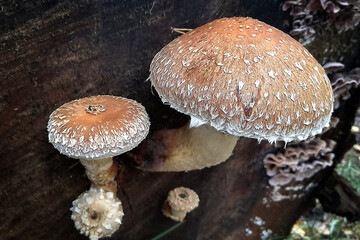 Łuszczaki topolowe © jholy