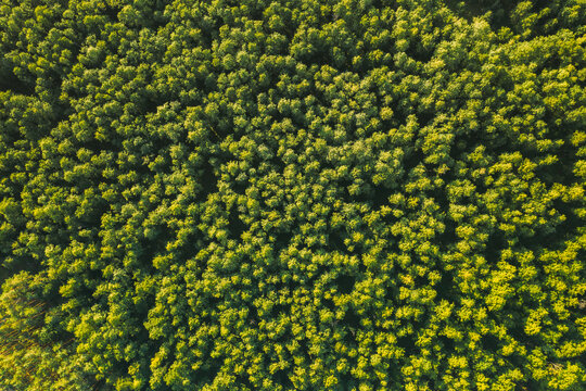 Aerial View Of Green Forest Landscape. Top View From High Attitude In Summer Evening. Natural Backdrop Background Of Deciduous Forest. Drone View. Bird's Eye View © Grigory Bruev