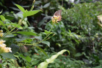 Butterfly Park in Kuala Lumpur, Kuala Lumpur, Malaysia