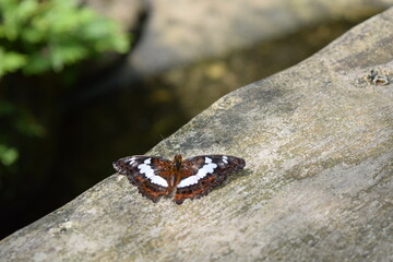 Butterfly Park in Kuala Lumpur, Kuala Lumpur, Malaysia