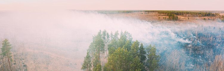 Aerial View. Spring Dry Grass Burns During Drought Hot Weather. Bush Fire And Smoke In Deforestation Zone. Wild Open Fire Destroys Grass. Nature In Danger. Ecological Problem Air Pollution