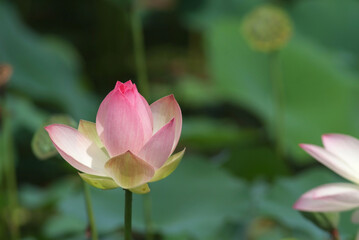 Obraz premium 古代蓮の開花
