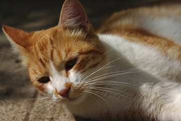 white-red cat on a sunny summer morning