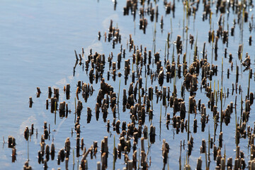 Teich im Frühling