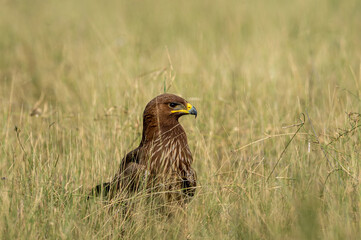 Greater spotted eagle or Clanga clanga closeup in open grassland of tal chhapar blackbuck sanctuary churu rajasthan india